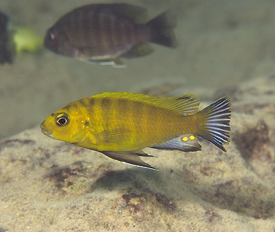 Pseudotropheus sp. 'perspicax hara' Gallireya Reef